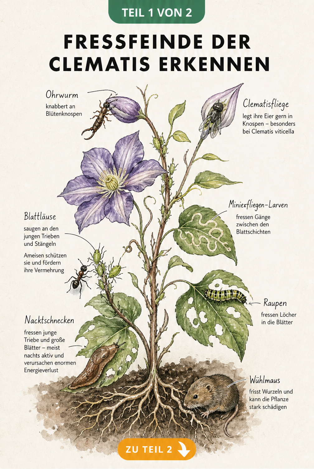 Botanische Illustration einer Clematis mit typischen Fressfeinden wie Schnecken, Blattläusen, Raupen und Wühlmäusen an den jeweiligen Pflanzenteilen.