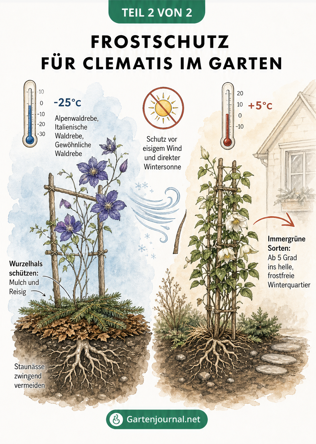 Vergleich von winterharten und frostempfindlichen Clematis-Sorten im Garten mit Thermometer und Schutzmaßnahmen