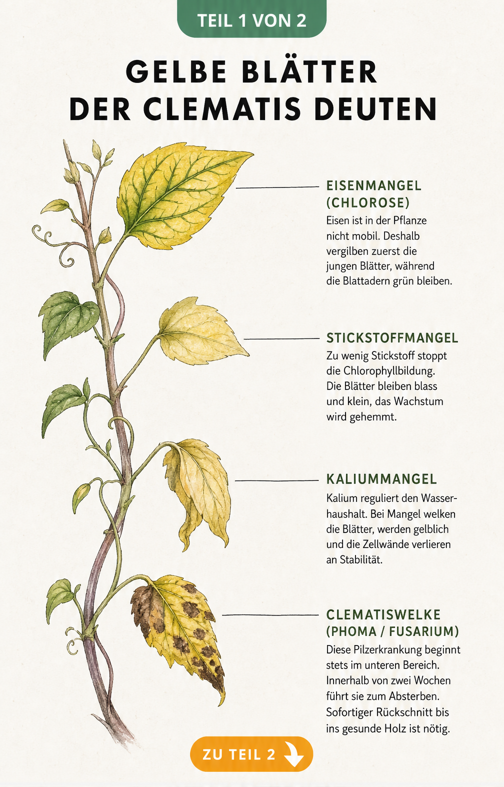 Botanische Illustration eines Clematis-Triebs, der die Symptome von Eisen-, Stickstoff-, Kaliummangel und Clematiswelke an den Blättern zeigt.