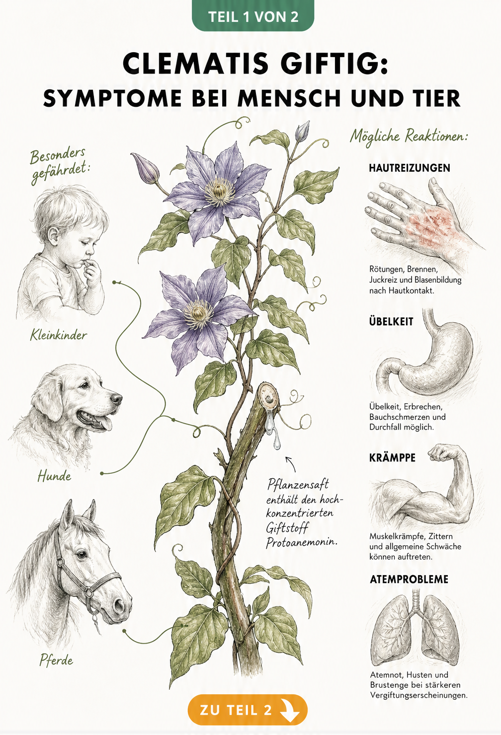 Botanische Illustration einer Clematis mit Darstellung der Vergiftungssymptome bei Kleinkindern, Hunden und Pferden durch den Giftstoff Protoanemonin.