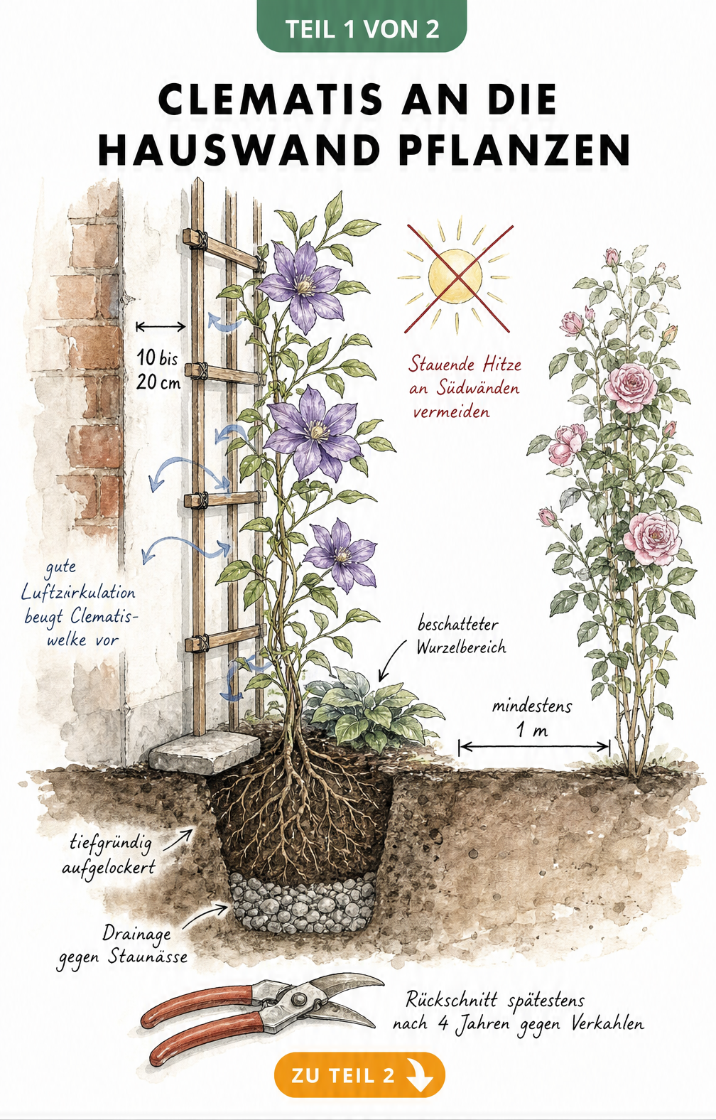 Querschnitt einer Hauswand mit Clematis, Rankgitter und Drainage im Boden
