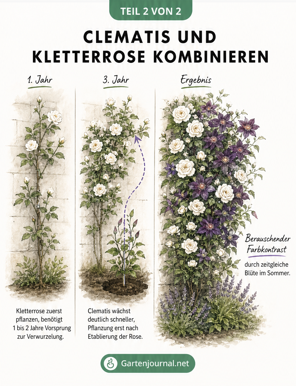 Illustration des zeitlichen Pflanzkonzepts von Kletterrose und Clematis über drei Jahre