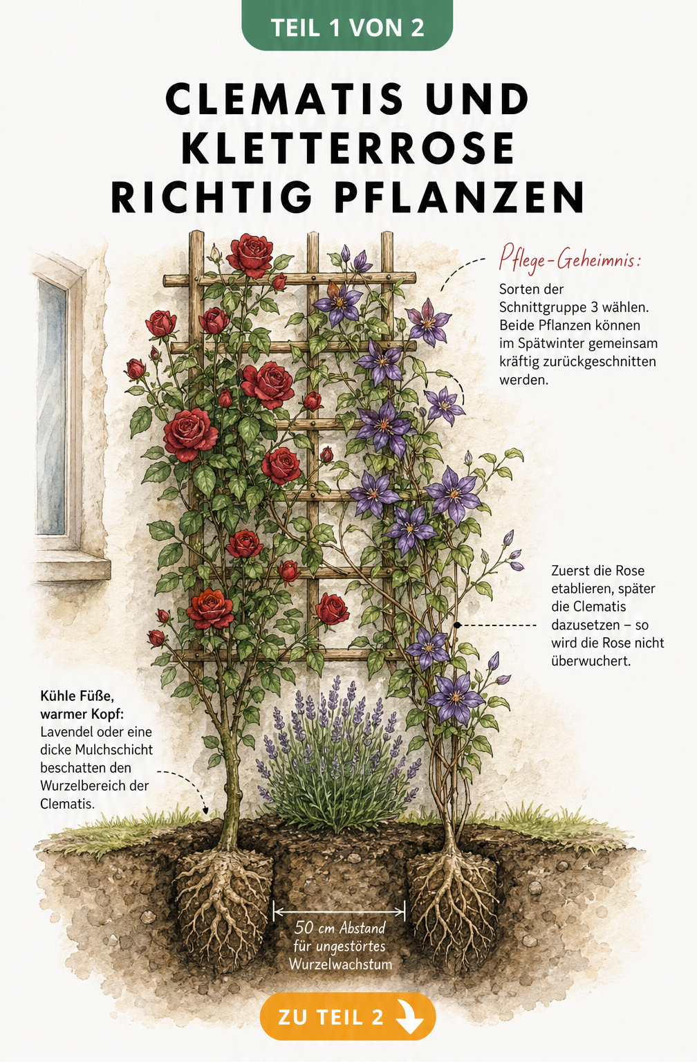 Botanische Illustration einer Kletterrose und Clematis am Spalier mit Wurzelquerschnitt und Pflanzabstand
