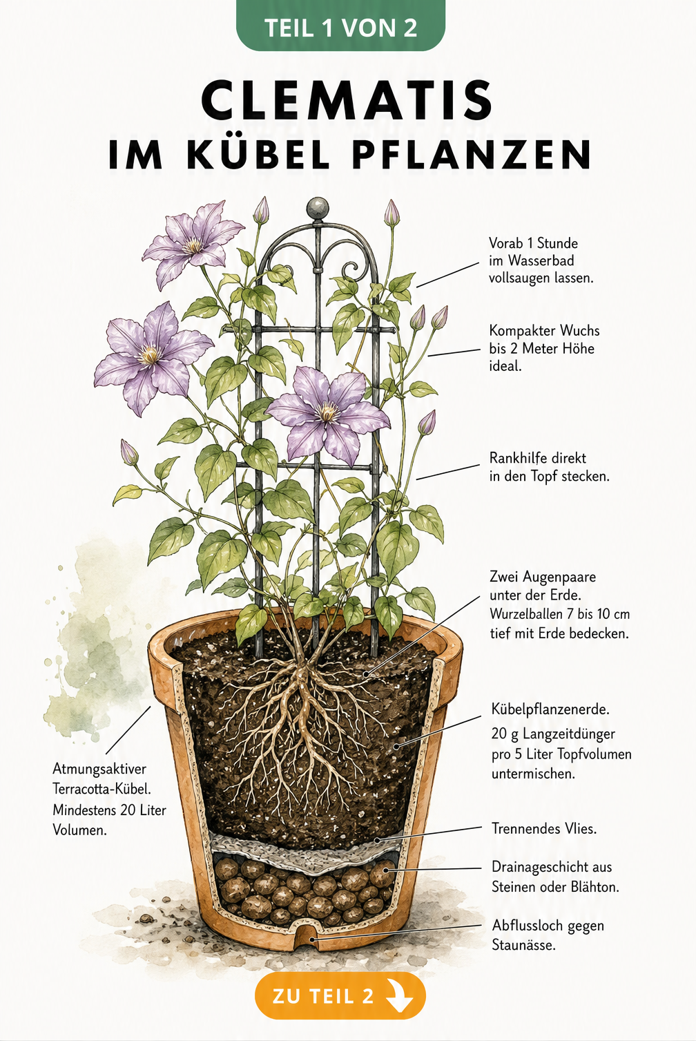 Querschnitt eines bepflanzten Terracotta-Topfes mit einer Clematis, der die verschiedenen Erdschichten, Drainage und Rankhilfe zeigt