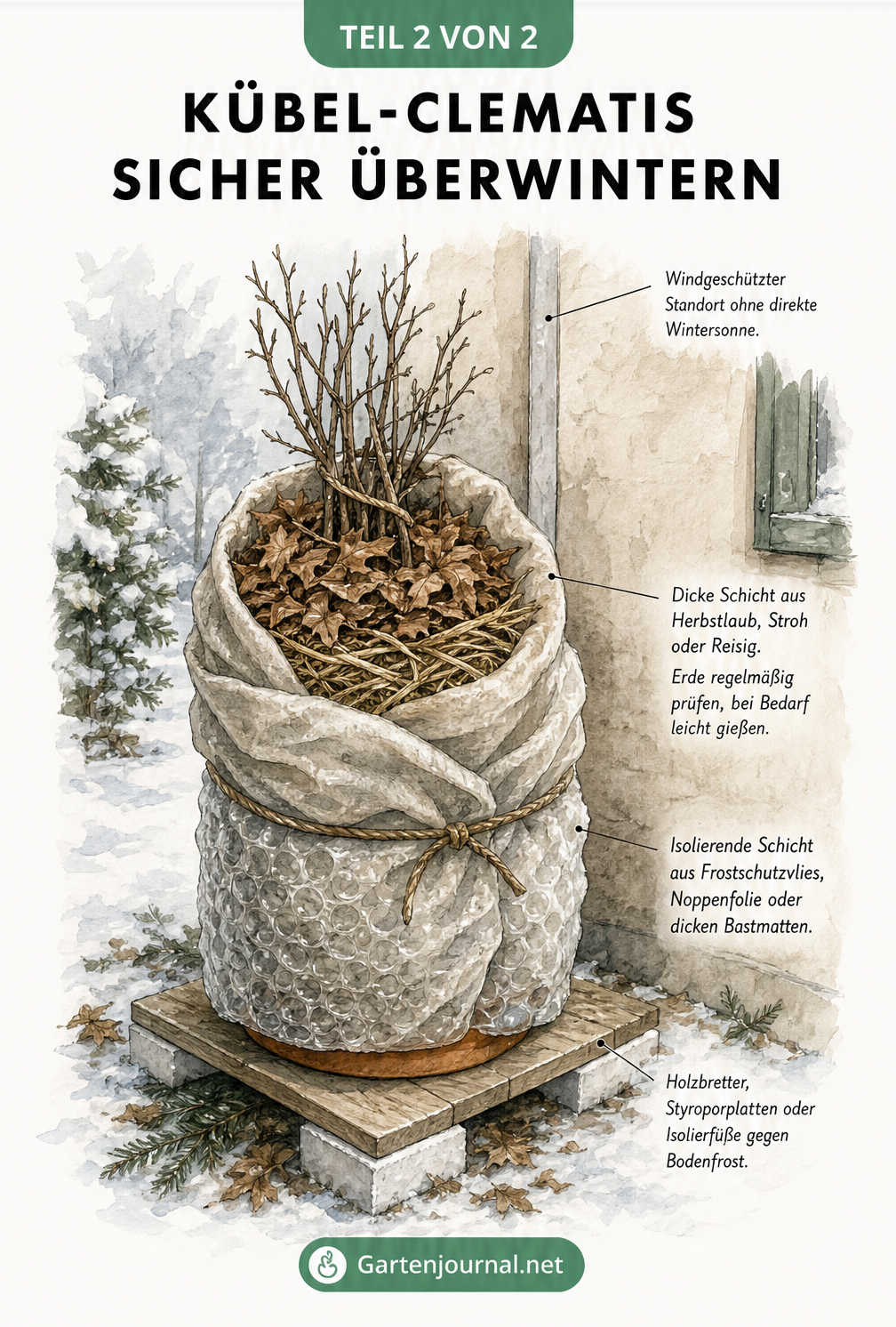 Illustration einer winterfest verpackten Clematis im Kübel vor einer schützenden Hauswand mit Laubschicht und Isolierfolie