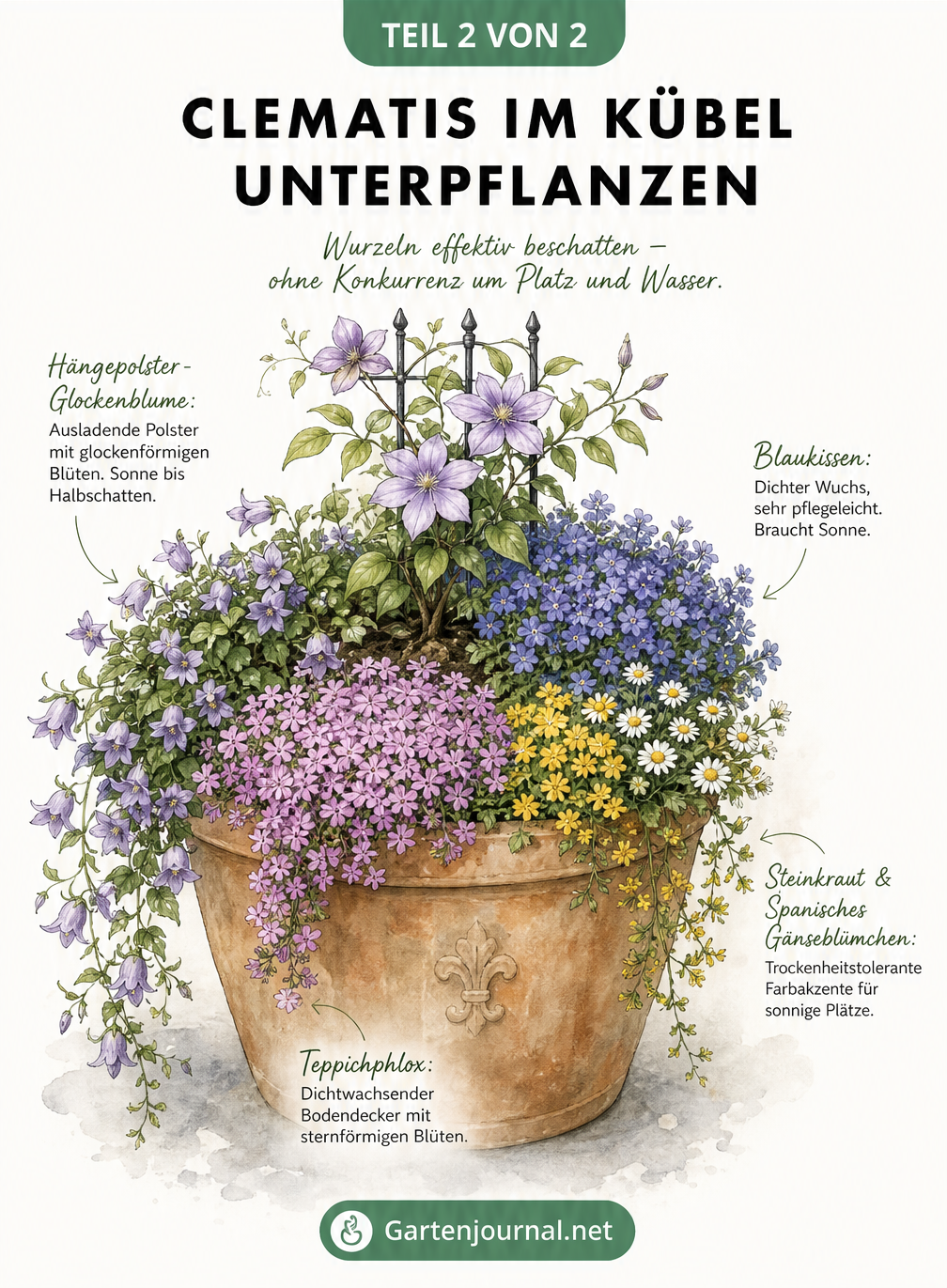 Illustration eines Terrakotta-Kübels mit einer Clematis und kaskadierender Unterpflanzung wie Blaukissen und Teppichphlox