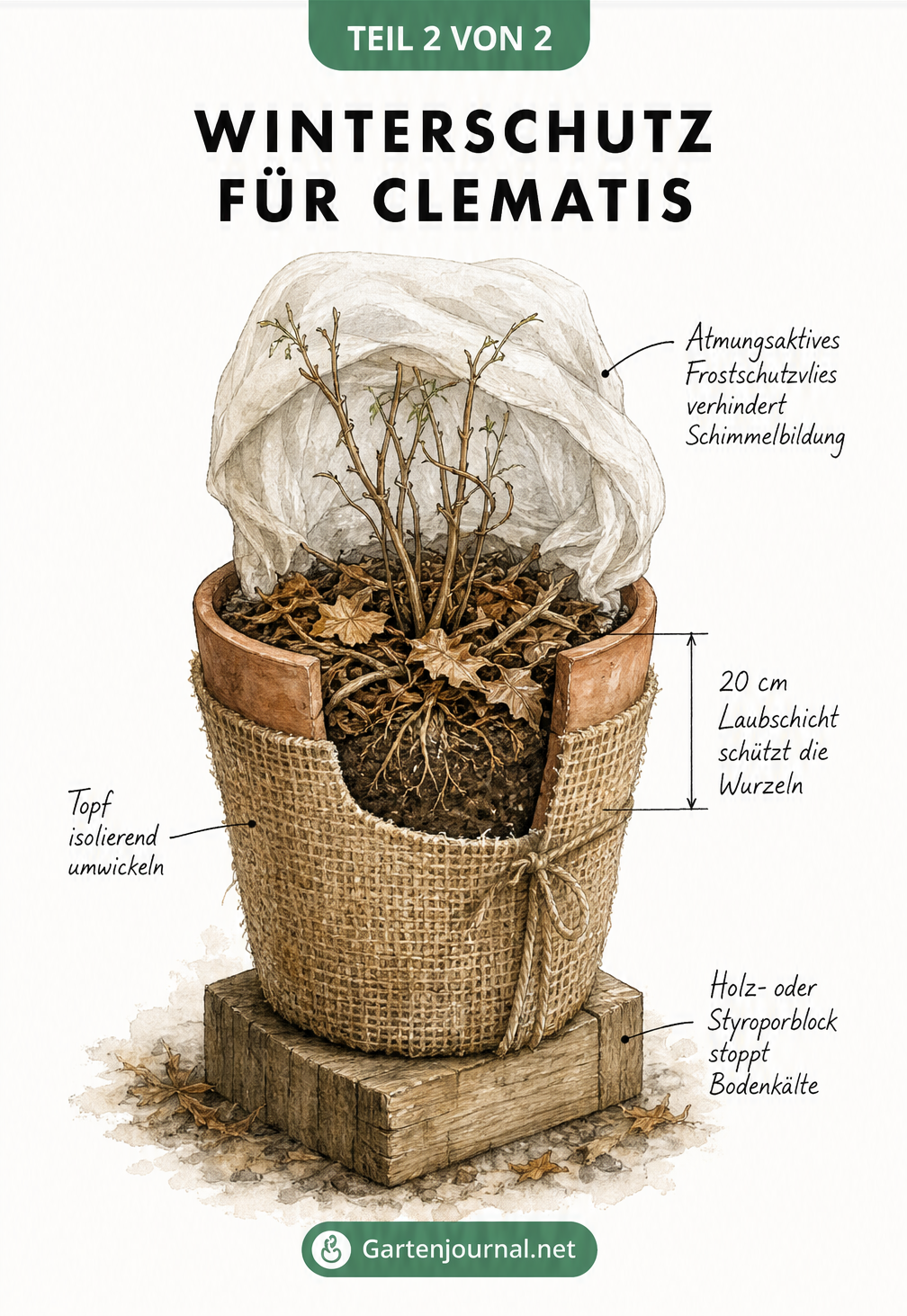Querschnitt-Skizze eines Clematis-Kübels mit Winterschutz aus Laub, Vlies und Styropor