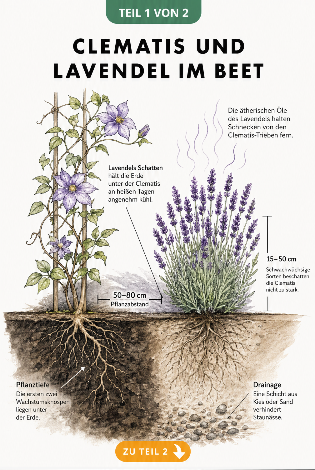 Querschnitts-Illustration von Clematis und Lavendel im Beet mit Pflanzabstand und Bodenbeschaffenheit