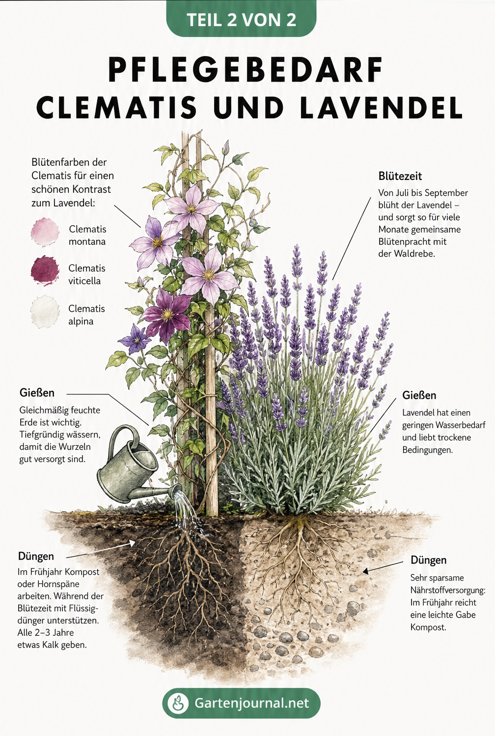 Gegenüberstellung der Pflegebedürfnisse von Clematis und Lavendel mit passenden Sorten