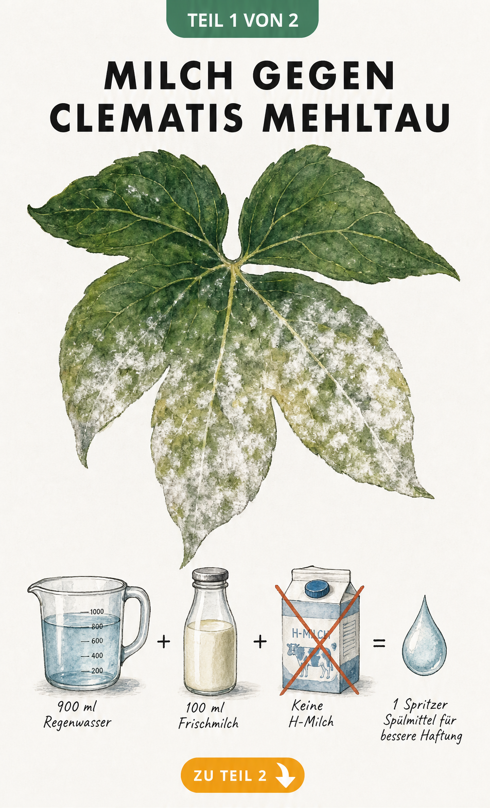 Aquarell-Illustration eines Clematis-Blattes mit Mehltau und Rezeptur für ein Hausmittel aus Milch, Wasser und Spülmittel