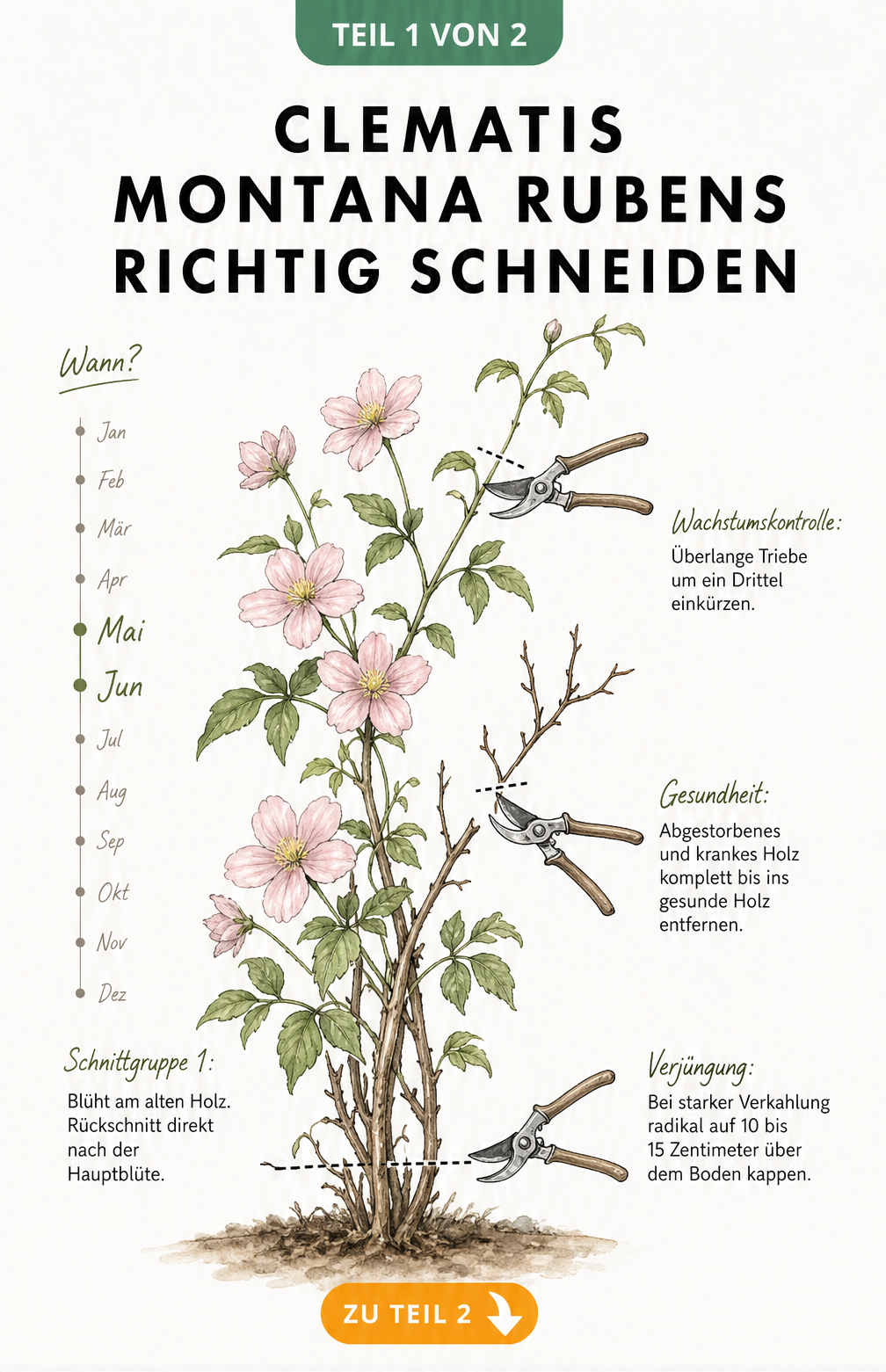 Botanische Illustration einer Clematis montana Rubens mit Zeitstrahl für den Rückschnitt im Mai und Juni sowie drei Gartenscheren, die Schnitttechniken zeigen.
