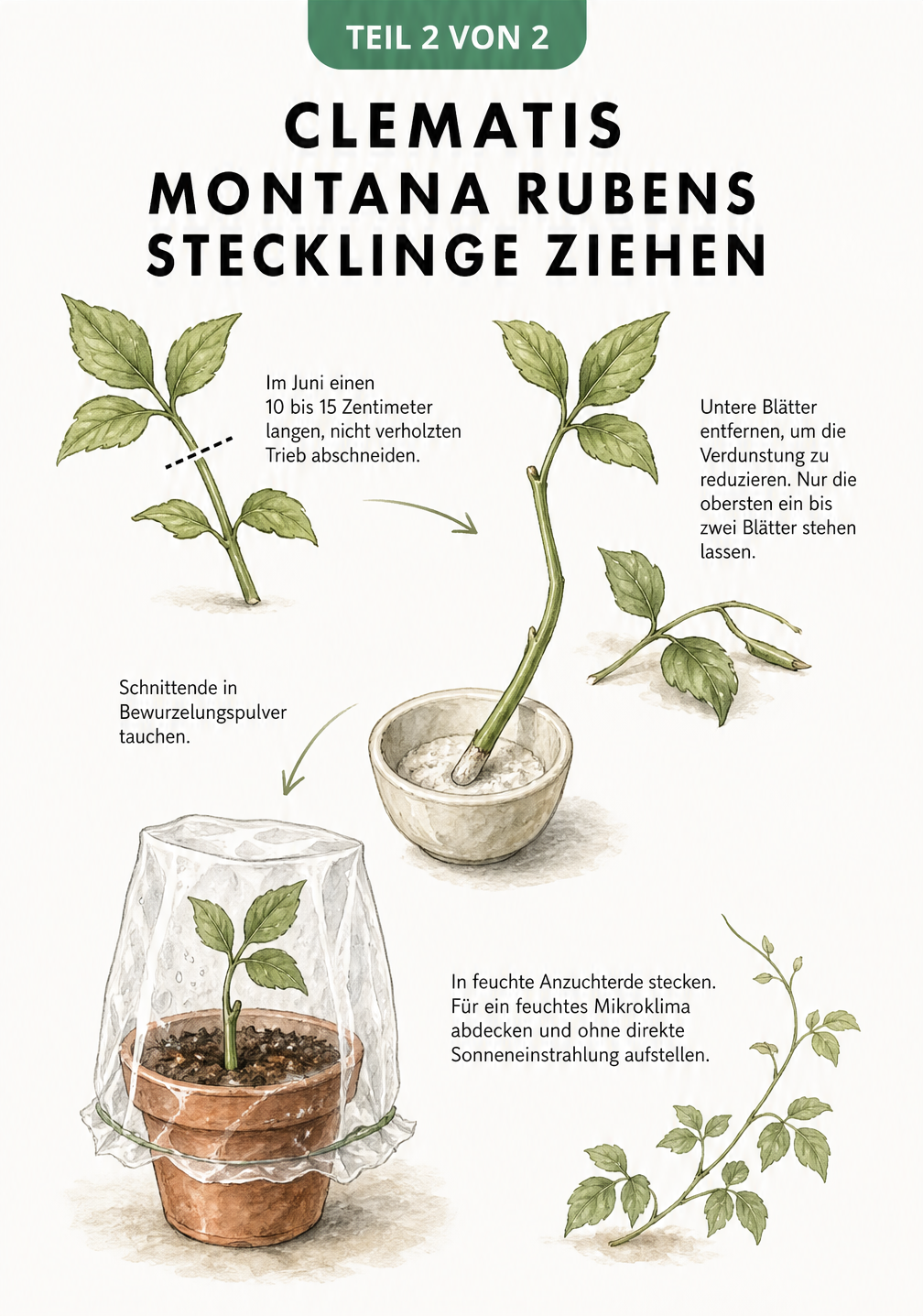 Zeichnung der Vermehrung einer Clematis montana Rubens durch Stecklinge: Vom Abschneiden des Triebs über das Entfernen der Blätter bis zum Einpflanzen in einen...
