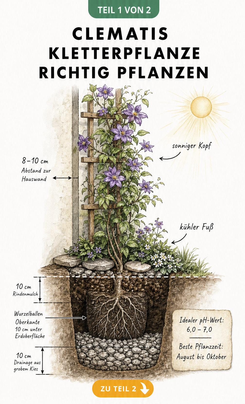 Querschnitt-Illustration einer Hauswand mit Clematis, die das Prinzip kühler Fuß, sonniger Kopf zeigt, inklusive Pflanzloch und Drainageschicht.