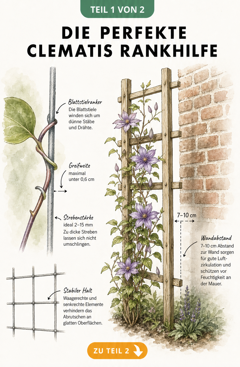 Botanische Illustration einer Clematis an einem Rankgitter mit Maßangaben für Wandabstand und Strebenstärke