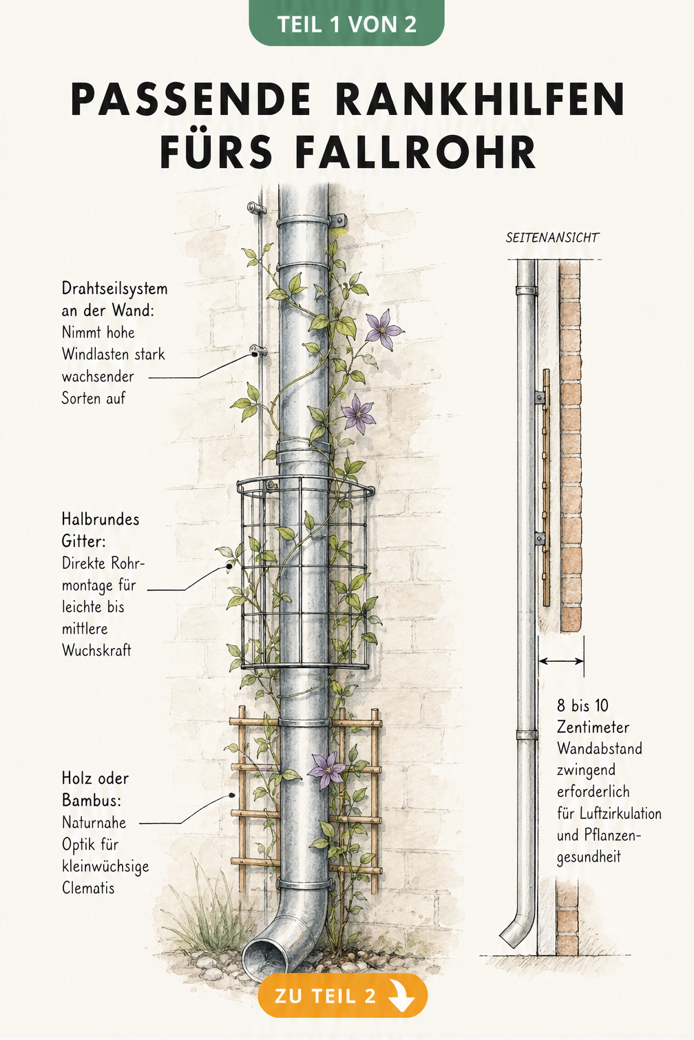 Architektur-Skizze verschiedener Rankhilfen für Clematis am Fallrohr: Drahtseilsystem, halbrundes Gitter und Holzspalier