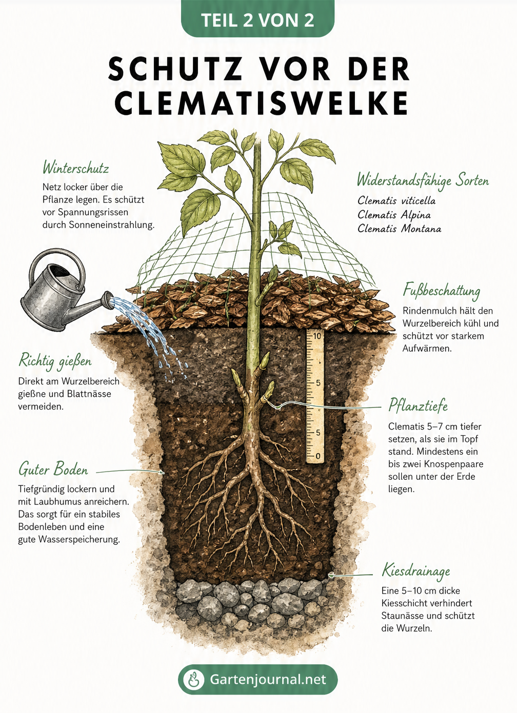 Querschnitt durch den Wurzelbereich einer Clematis mit Drainage, Pflanztiefe und Rindenmulch