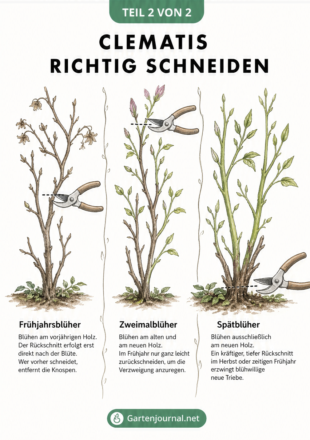 Zeichnung von drei Clematis-Trieben, die die drei Schnittgruppen und den richtigen Ansatz der Gartenschere zeigen