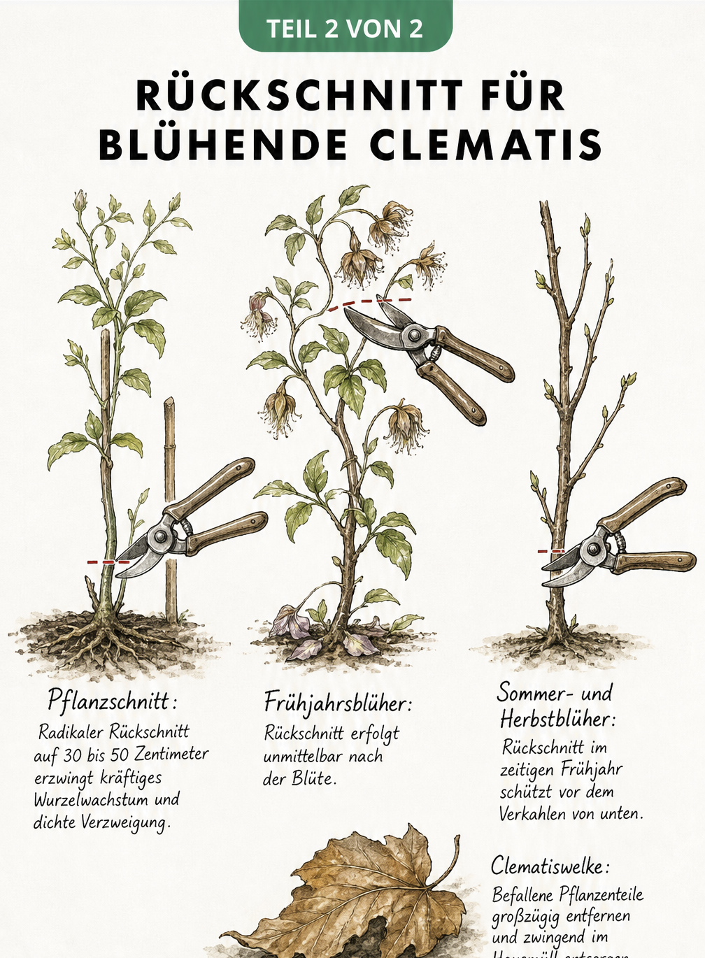 Illustration von drei Clematis-Ranken, die den richtigen Rückschnitt für Pflanzschnitt, Frühjahrsblüher und Sommerblüher mit einer Gartenschere demonstrieren.