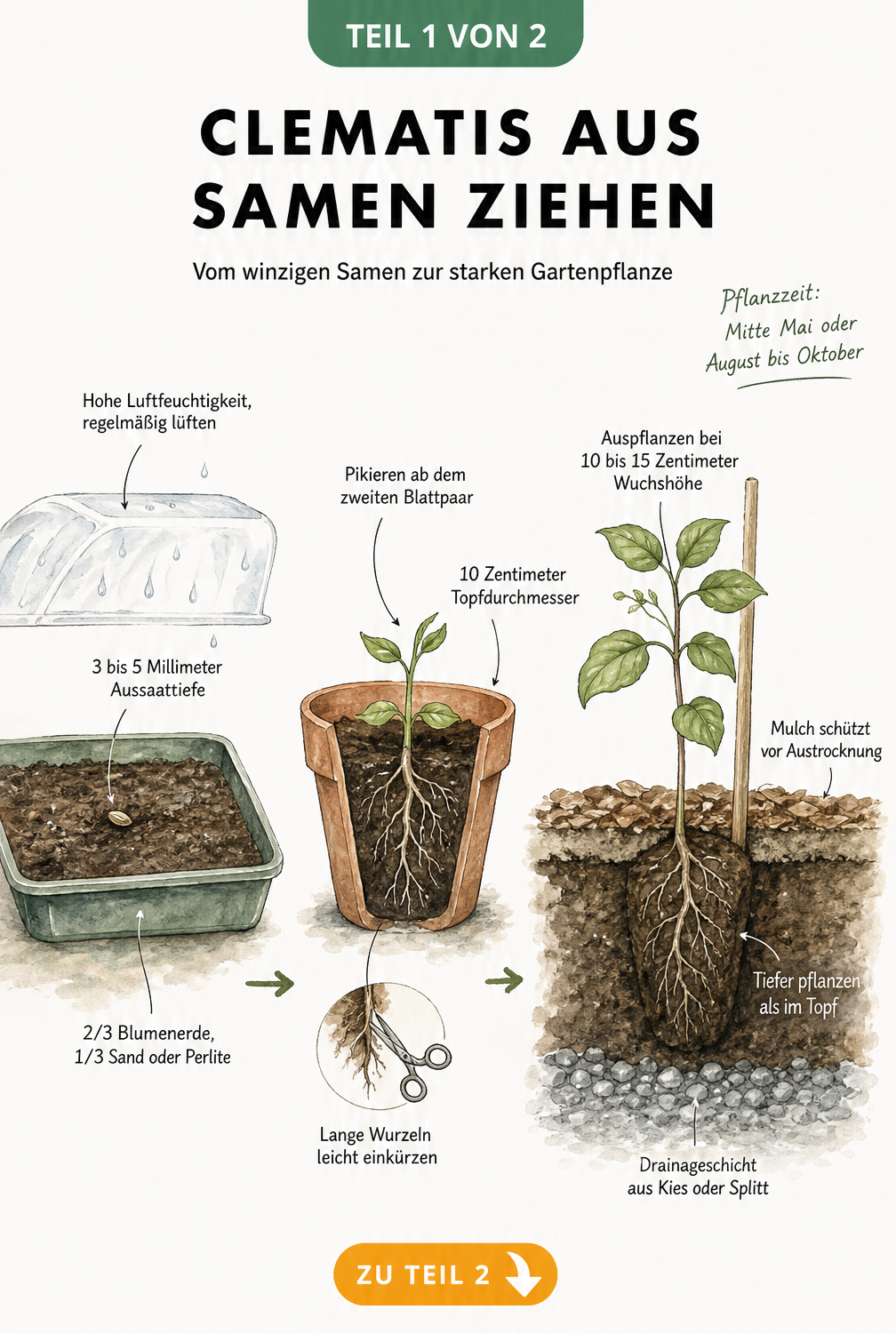 Botanische Illustration der Clematis-Anzucht vom Samen in der Anzuchtschale über den pikierten Sämling im Topf bis zur Freilandpflanze im Gartenboden.
