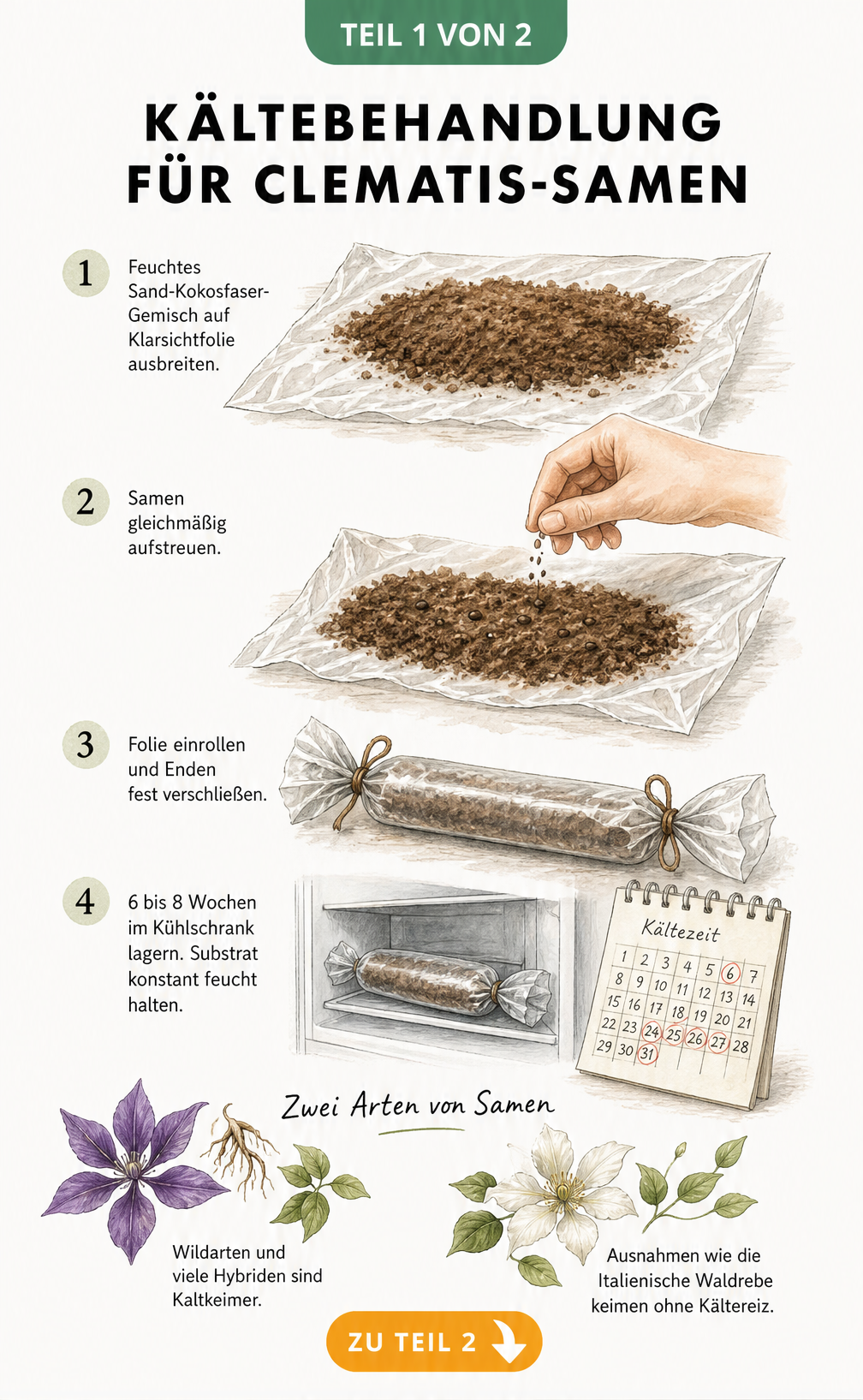 Illustration der Kältebehandlung für Clematis-Samen in vier Schritten: Substrat auf Folie, Samen streuen, einrollen und im Kühlschrank lagern.