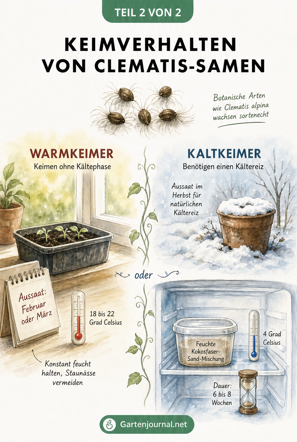 Gegenüberstellung von warmkeimenden und kaltkeimenden Clematis-Samen mit Illustrationen zur Aussaat auf der Fensterbank und im Kühlschrank.
