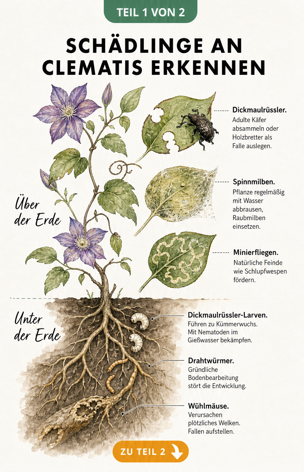 Botanische Illustration einer Clematis mit Schadbildern von Dickmaulrüssler, Spinnmilben, Minierfliegen, Drahtwürmern und Wühlmäusen
