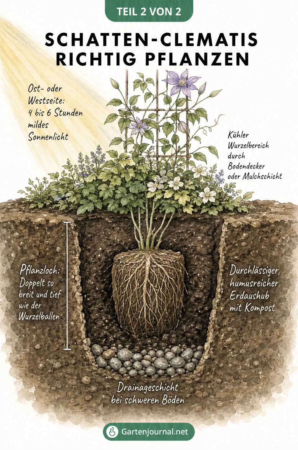 Querschnitt eines Gartenbeets, der das richtige Pflanzen einer Schatten-Clematis mit Drainageschicht und kühlem Wurzelbereich zeigt.