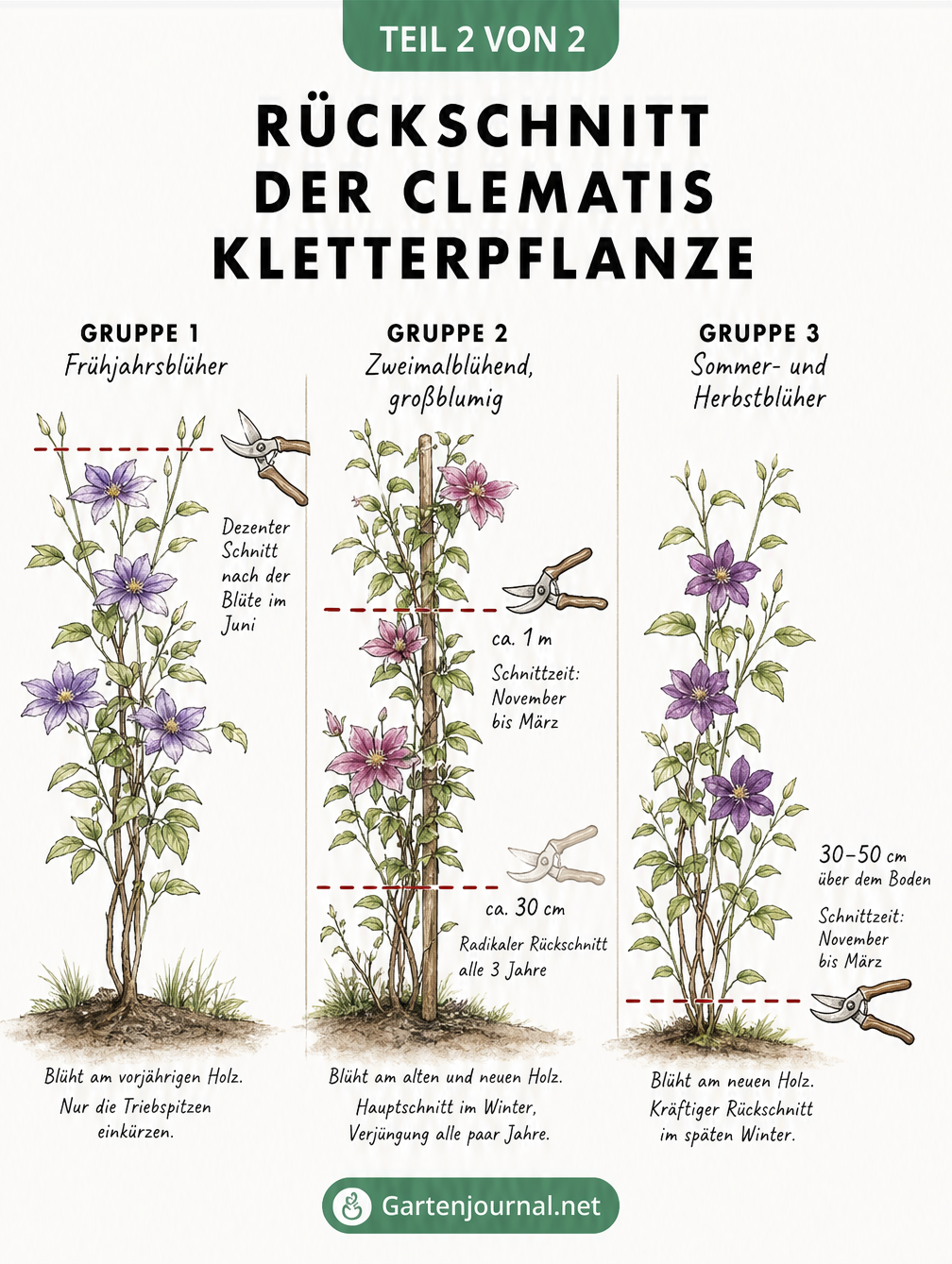 Illustration von drei Clematis-Pflanzen in unterschiedlichen Wuchsstadien, die die drei Schnittgruppen und deren Schnitthöhen mit einer Gartenschere...