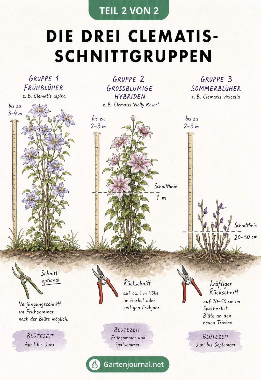 Illustration der drei Clematis-Schnittgruppen mit Maßband und Gartenschere