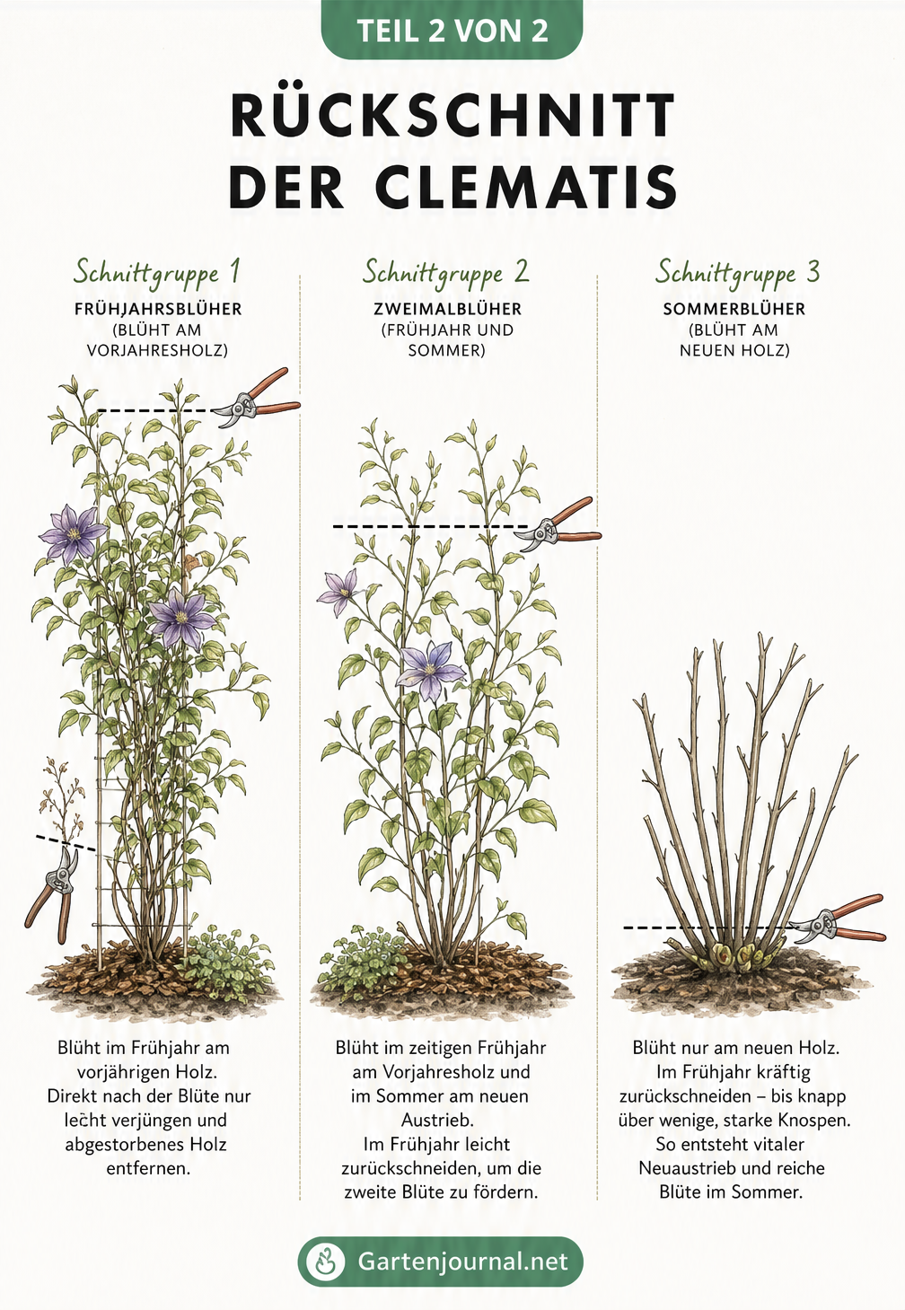 Drei gezeichnete Clematis-Sträucher im Vergleich, die die unterschiedlichen Schnittlinien der drei Schnittgruppen zeigen.