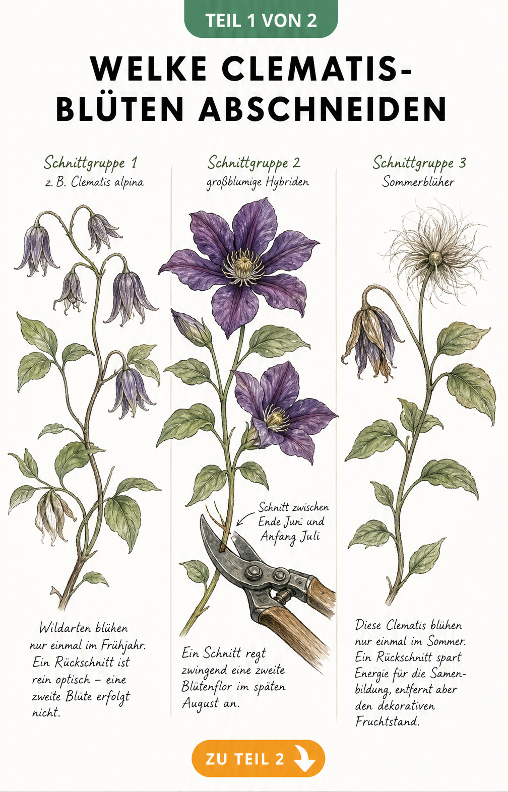 Botanische Illustration von drei Clematis-Ranken, die die Schnittgruppen 1, 2 und 3 nach der Blüte zeigen.