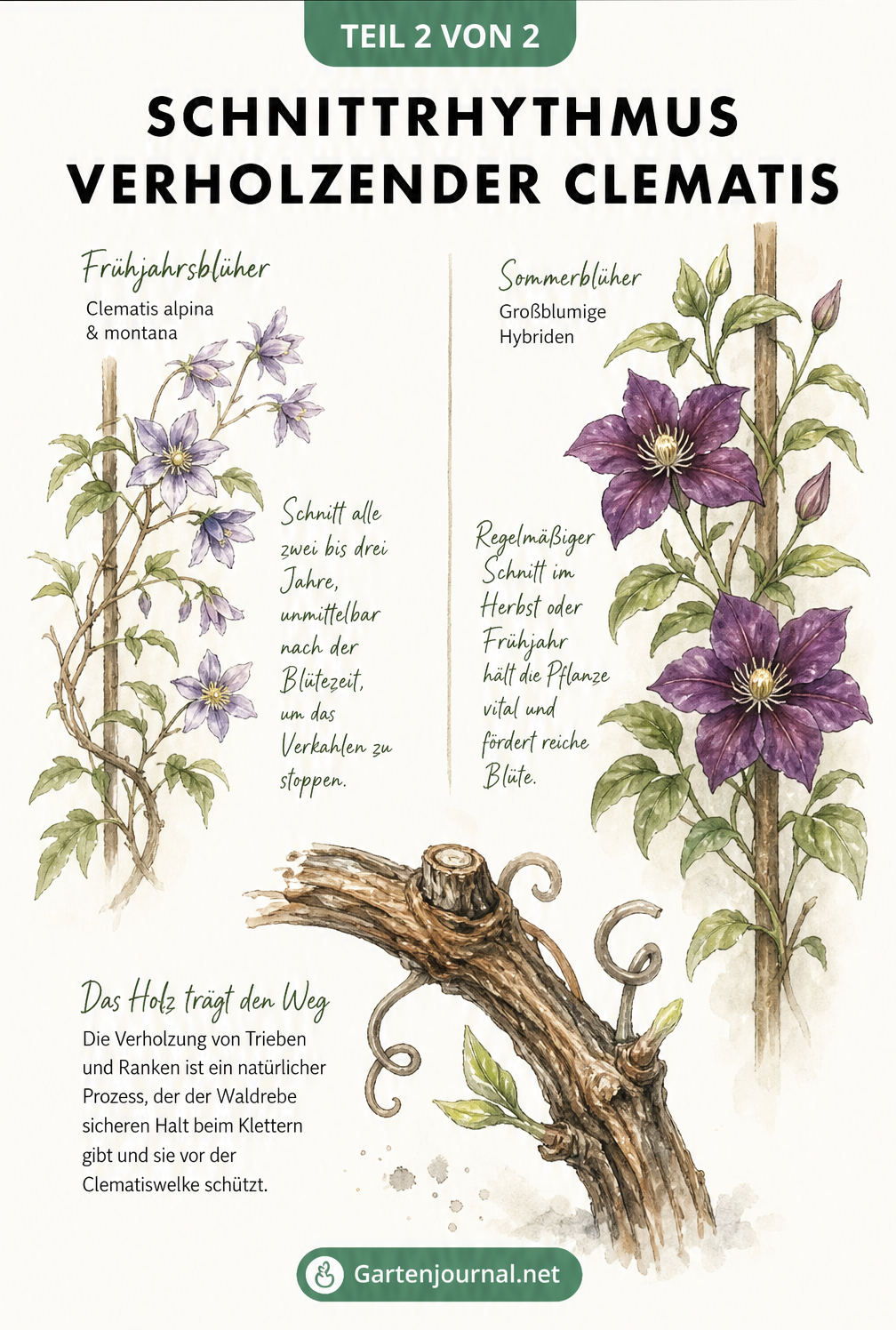 Aquarell-Illustration, die den Schnittrhythmus von Frühlings- und Sommerblüher-Clematis gegenüberstellt und die Funktion der Verholzung erklärt.
