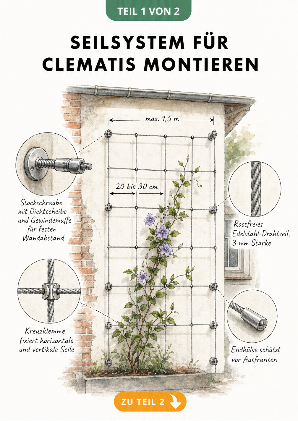 Skizze eines Edelstahl-Seilsystems für Clematis an einer Fassade mit Details zu Wandverankerung, Kreuzklemme und Endhülse