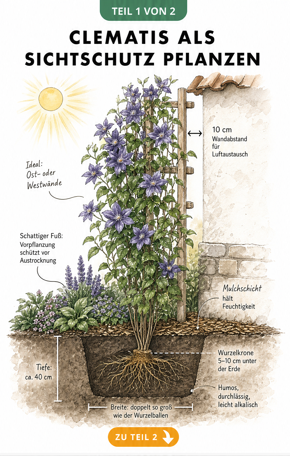 Querschnitt-Illustration einer Clematis-Pflanzung an einer Wand mit Rankhilfe, Wurzelzone und Vorpflanzung