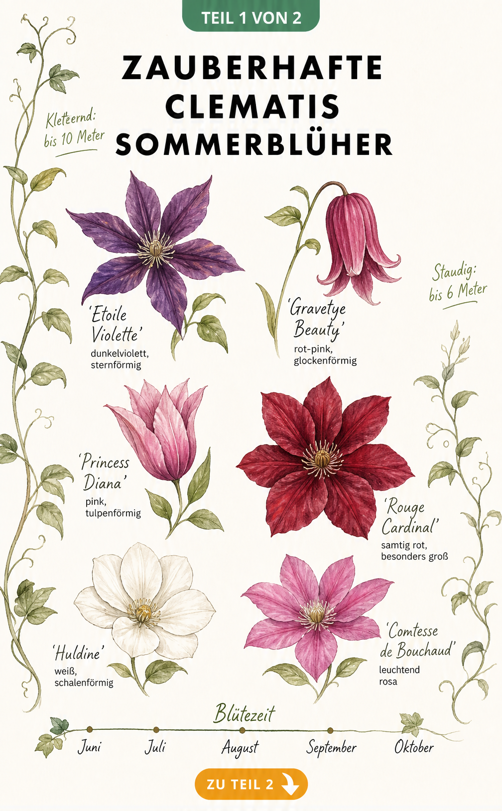 Illustration von sechs sommerblühenden Clematis-Sorten mit Blütenfarben, Wuchsformen und Blütezeit von Juni bis Oktober