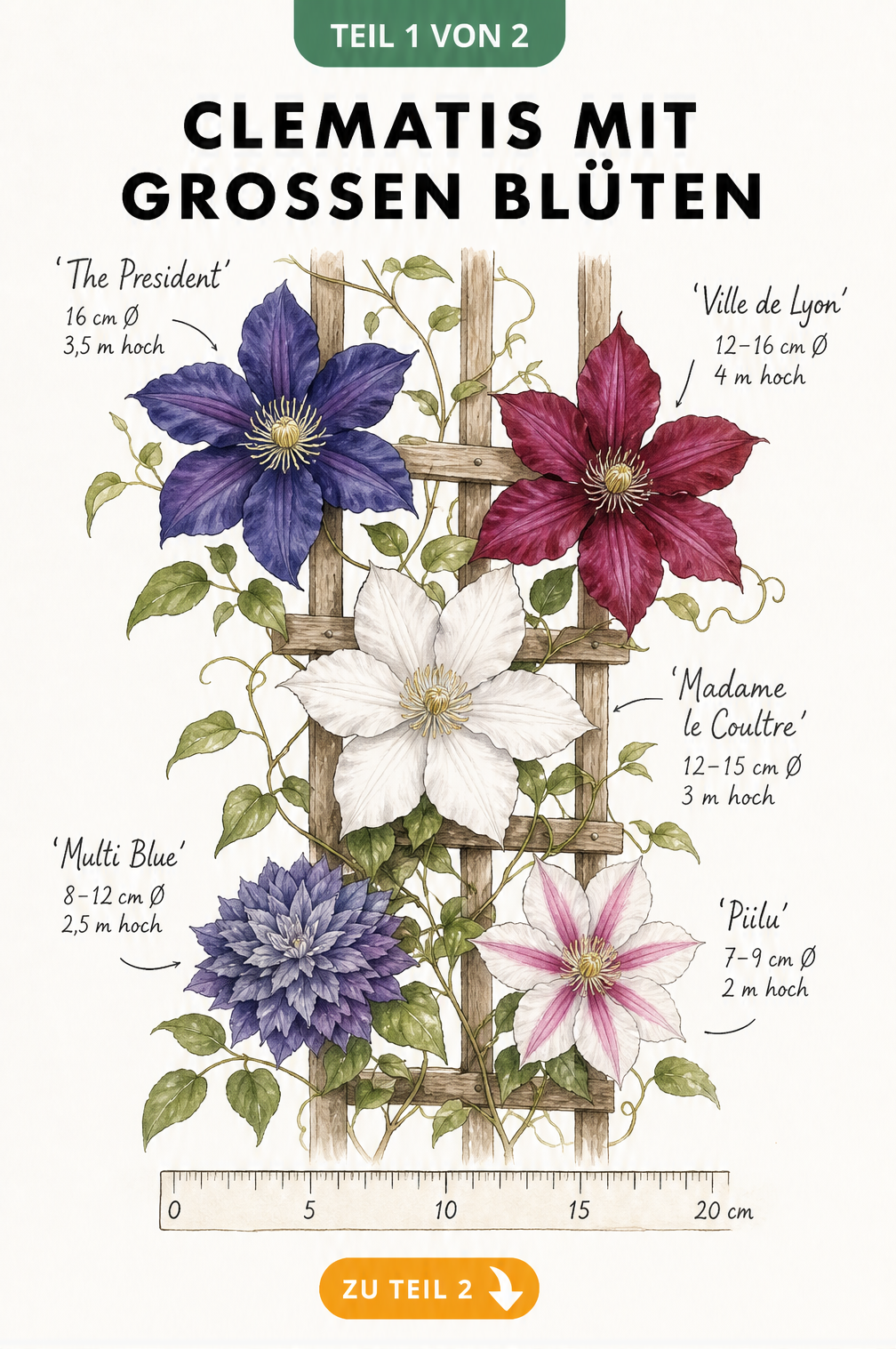 Botanische Illustration von fünf großblumigen Clematis-Sorten am Spalier mit Größenangaben