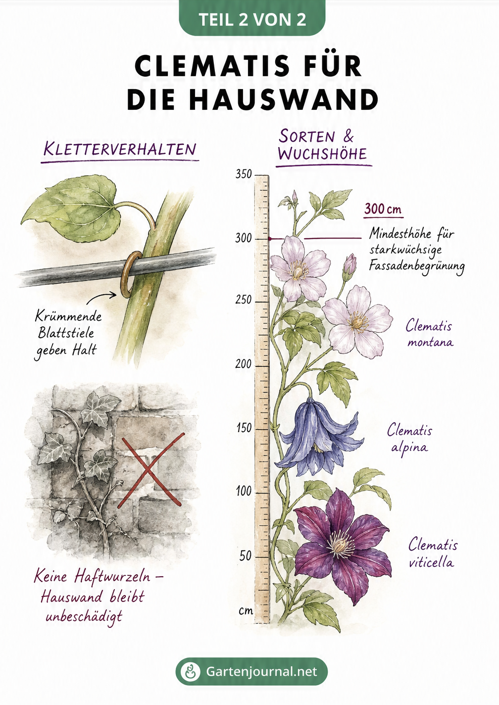 Botanische Zeichnung von Clematis-Blüten und Kletterverhalten an einem Draht