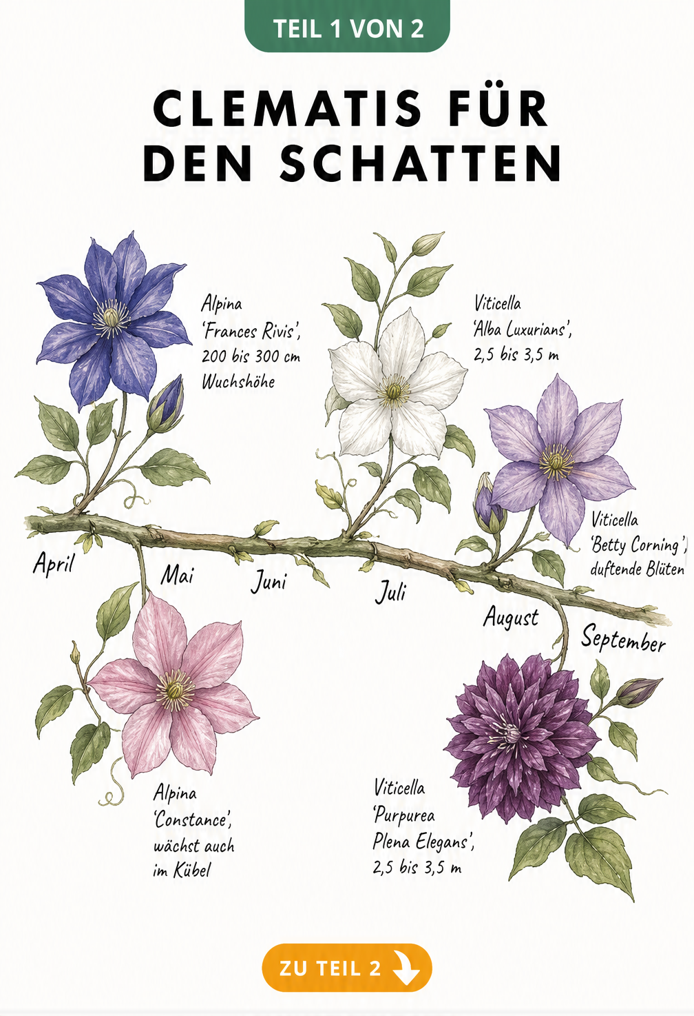 Botanische Übersichtstafel mit fünf Clematis-Sorten für den Schatten, angeordnet nach Blütezeit von April bis September.