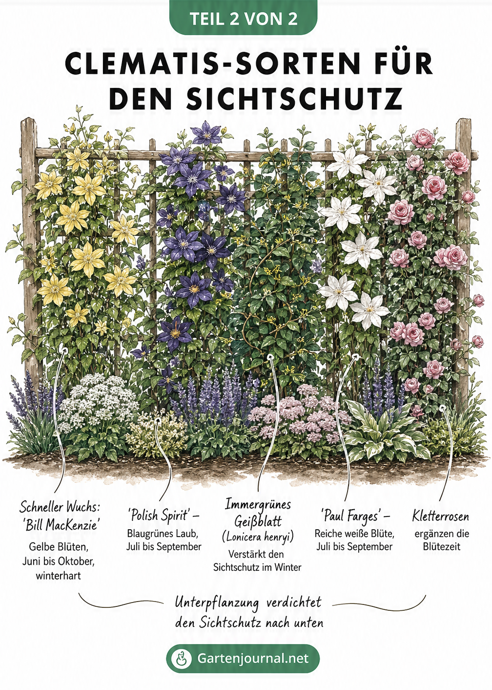Illustration eines Holz-Rankgitters bewachsen mit verschiedenen Clematis-Sorten, Geißblatt und Kletterrosen