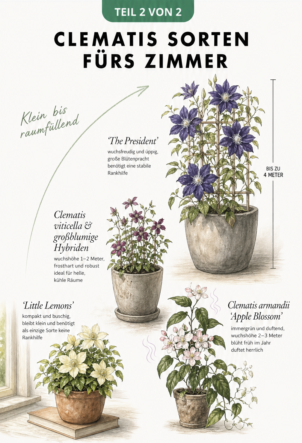 Vergleich verschiedener Clematis-Sorten für die Wohnung, von der kompakten Little Lemons bis zur großen The President