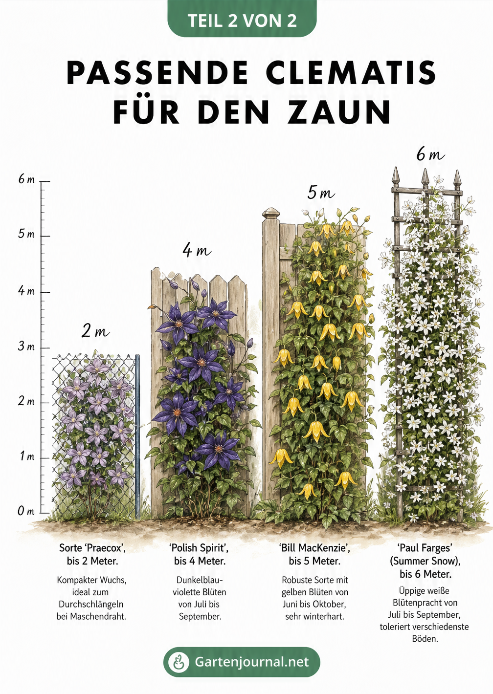Vergleich von vier Clematis-Sorten an unterschiedlich hohen Zäunen: Praecox an einem 2-Meter-Maschendrahtzaun, Polish Spirit an einem 4-Meter-Holzzaun, Bill...