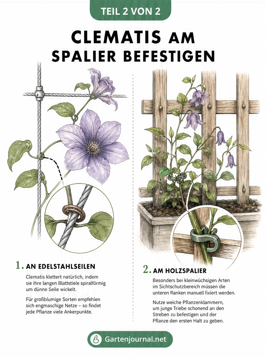Detailzeichnung einer Clematis am Edelstahlseil und einer kleinwüchsigen Clematis am Holzspalier mit Pflanzenklammer