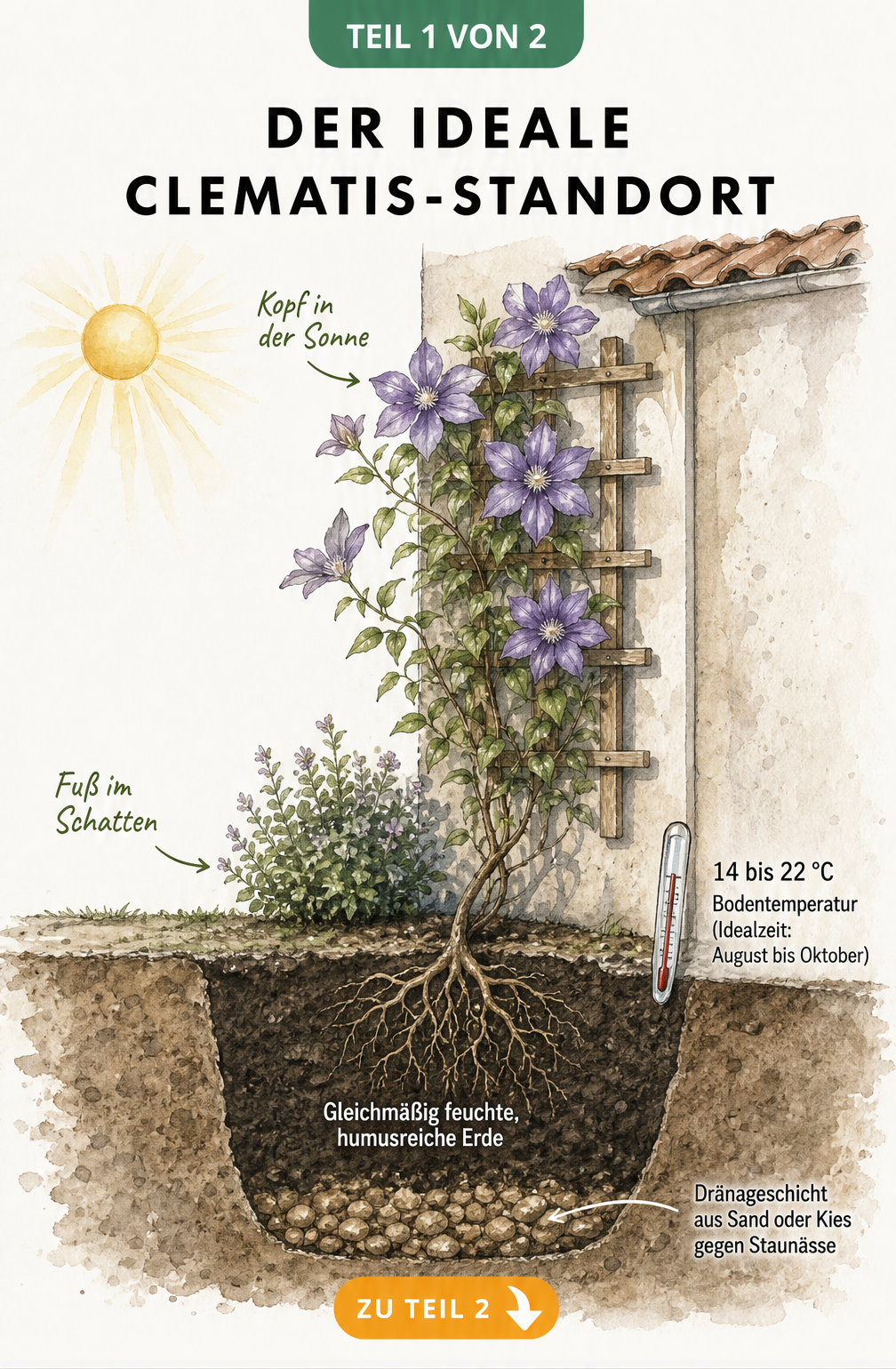 Botanische Illustration des idealen Clematis-Standorts mit sonnigem Rankbereich, schattigem Wurzelhals und optimalem Bodenaufbau.