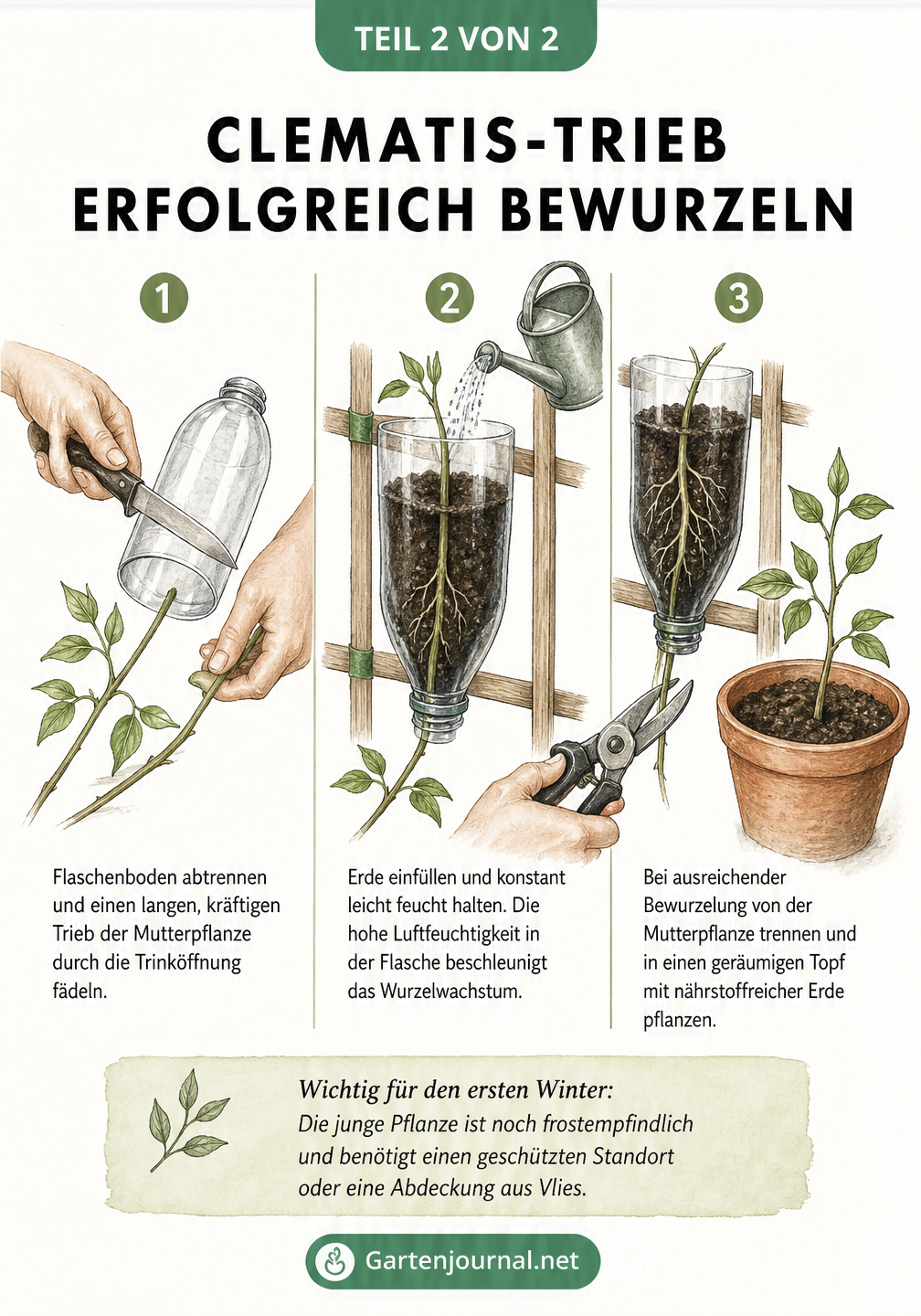 Drei Schritte zur Clematis-Vermehrung: Flaschenboden abtrennen, Erde einfüllen und wässern, bewurzelten Trieb abschneiden und einpflanzen