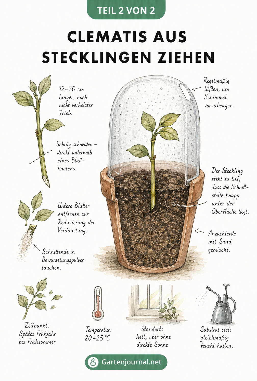 Zeichnung: Clematis-Steckling mit Bewurzelungspulver in Anzuchttopf unter transparenter Haube