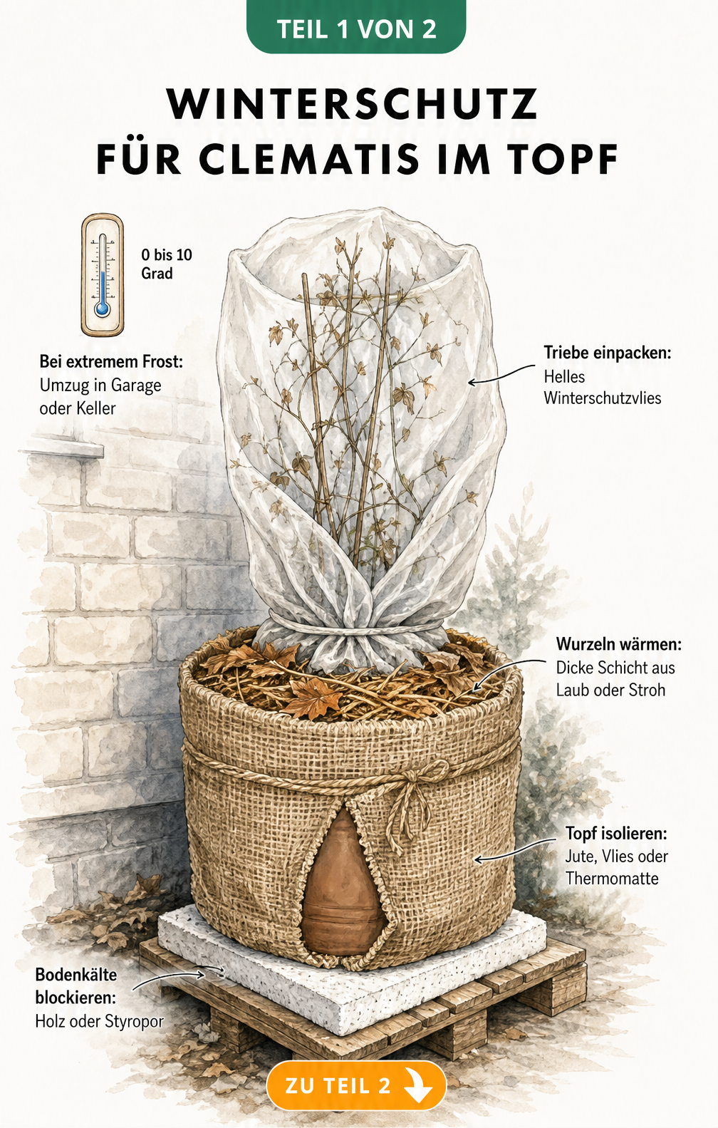 Illustration einer Clematis im Topf mit Winterschutzschichten wie Styropor, Jute, Laub und Vlies