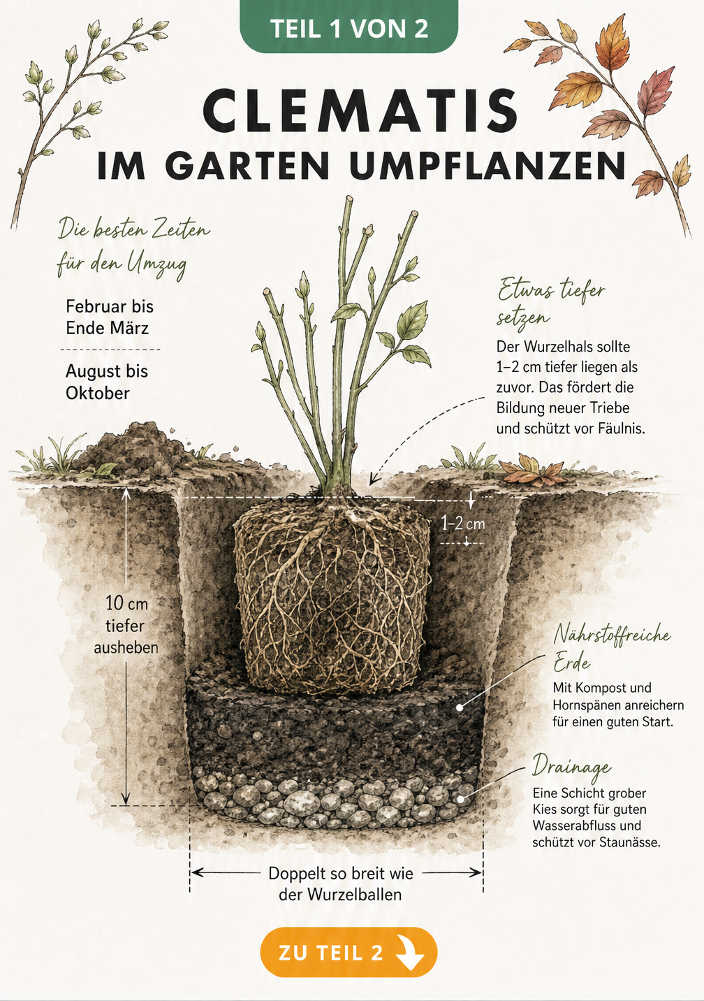 Botanische Querschnitt-Darstellung des Erdbodens mit Wurzelballen einer Clematis im neuen Pflanzloch