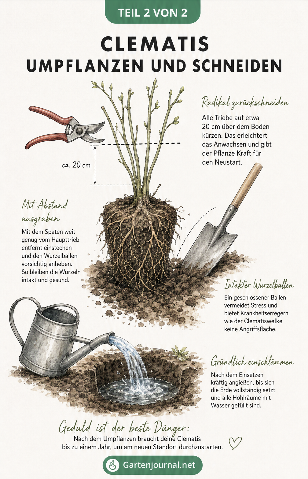 Illustration einer Clematis mit Gartenschere beim Rückschnitt und Spaten beim Ausgraben