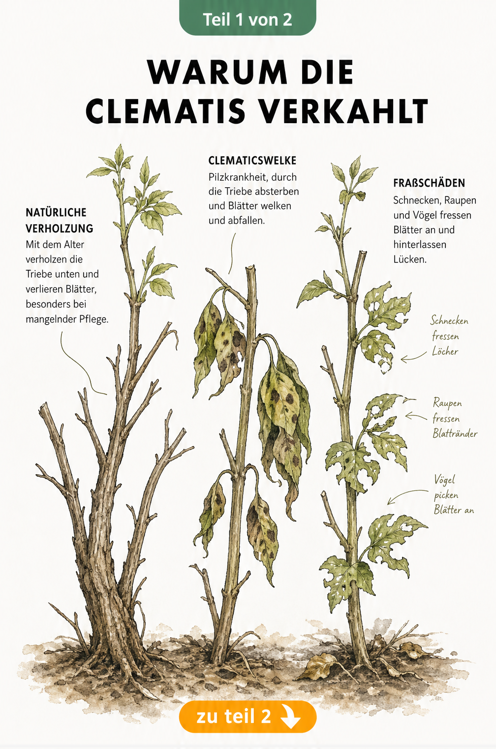 Botanische Illustration einer Clematis, die drei Ursachen für das Verkahlen im unteren Bereich zeigt: natürliches Altern, Clematiswelke und Fraßspuren.