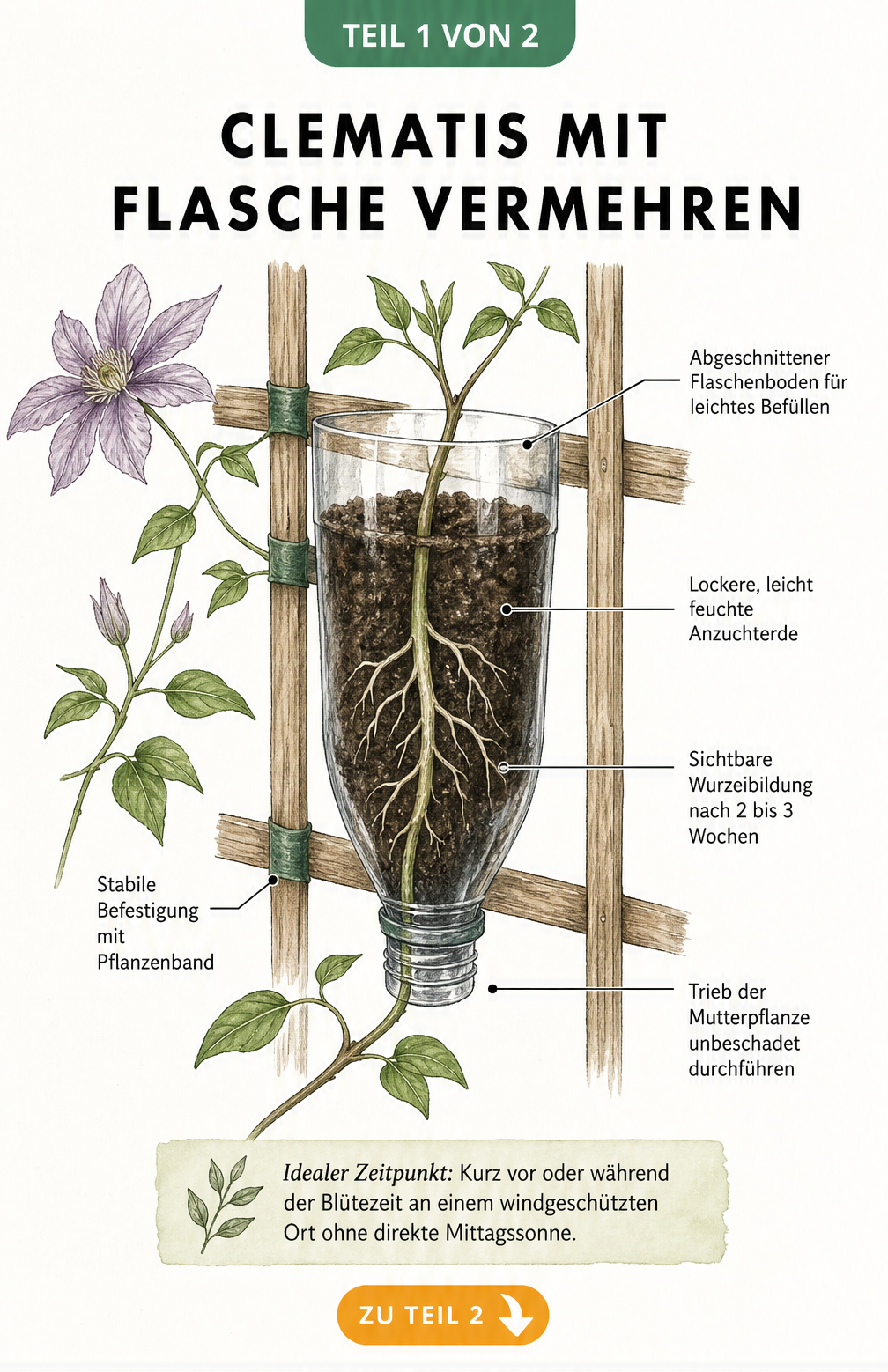 Botanische Illustration einer transparenten Plastikflasche am Rankgitter, durch die ein Clematis-Trieb wächst und Wurzeln in der Anzuchterde bildet